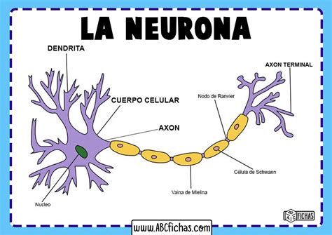 neurona partes - sistema endocrino y sus partes